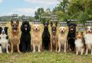 Chiens, encore un instant monsieur le bourreau Chiens, encore un instant monsieur le bourreau