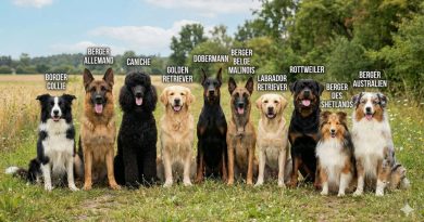 Chiens, encore un instant monsieur le bourreau