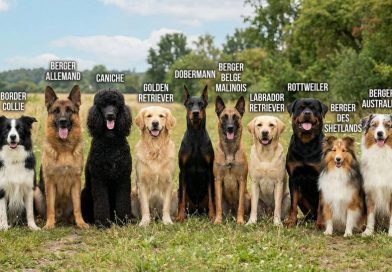 Chiens, encore un instant monsieur le bourreau